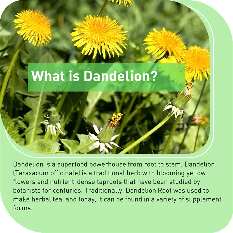 Dandelion Root Capsules - Pros - Home Bathroom Urinal recensie en prijs
